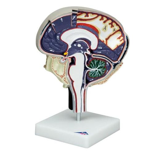 Image 2 - CEREBROSPINAL FLUID CIRCULATION