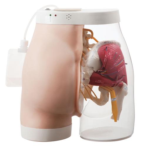 Image 2 - TWO-IN-ONE I.M. INJECTION MODEL OF BUTTOCK