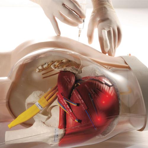 Image 3 - TWO-IN-ONE I.M. INJECTION MODEL OF BUTTOCK