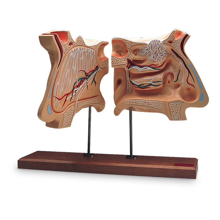 Nose and Olfactory Organ Model, 4 times full-size