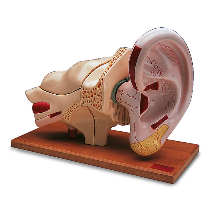 Ear Model, 5 times full-size, 8 part