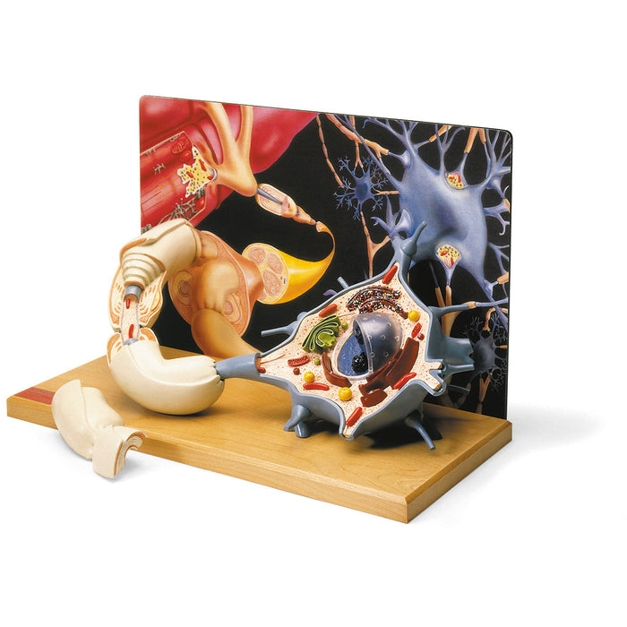 Motor Neuron Diorama