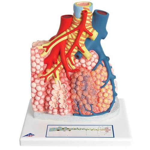 Image 3 - MODEL OF PULMONARY LOBULE WITH SURROUNDING BLOOD VESSELS, 130 TIMES MAGNIFIED - 3B SMART ANATOMY