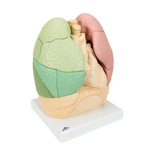 Image 3 - SEGMENTED LUNG MODEL - 3B SMART ANATOMY