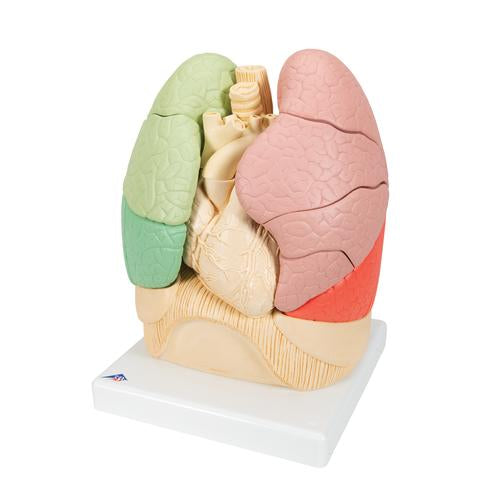 Image 5 - SEGMENTED LUNG MODEL - 3B SMART ANATOMY