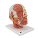 Image 3 - HEAD MUSCULATURE MODEL WITH NERVES - 3B SMART ANATOMY