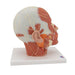 Image 4 - HEAD MUSCULATURE MODEL WITH NERVES - 3B SMART ANATOMY