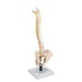 Image 3 - FLEXIBLE HUMAN SPINE MODEL WITH SOFT INTERVERTEBRAL DISCS - 3B SMART ANATOMY