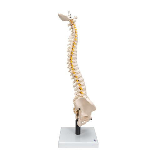 Image 4 - FLEXIBLE HUMAN SPINE MODEL WITH SOFT INTERVERTEBRAL DISCS - 3B SMART ANATOMY