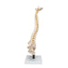 Image 6 - FLEXIBLE HUMAN SPINE MODEL WITH SOFT INTERVERTEBRAL DISCS - 3B SMART ANATOMY