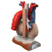 Image 3 - HEART AND DIAPHRAGM MODEL, 3 TIMES LIFE-SIZE, 10 PART - 3B SMART ANATOMY