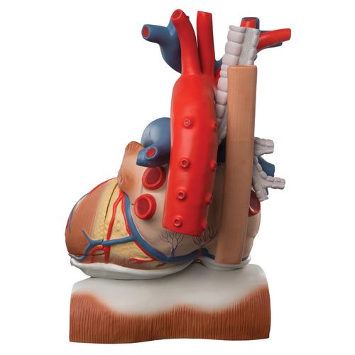 Image 4 - HEART AND DIAPHRAGM MODEL, 3 TIMES LIFE-SIZE, 10 PART - 3B SMART ANATOMY