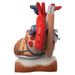 Image 4 - HEART AND DIAPHRAGM MODEL, 3 TIMES LIFE-SIZE, 10 PART - 3B SMART ANATOMY