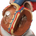 Image 5 - HEART AND DIAPHRAGM MODEL, 3 TIMES LIFE-SIZE, 10 PART - 3B SMART ANATOMY