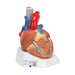 Image 3 - HUMAN HEART MODEL, 7 PART - 3B SMART ANATOMY