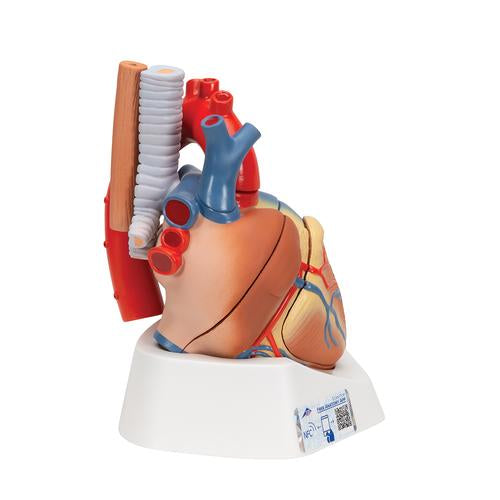 Image 4 - HUMAN HEART MODEL, 7 PART - 3B SMART ANATOMY