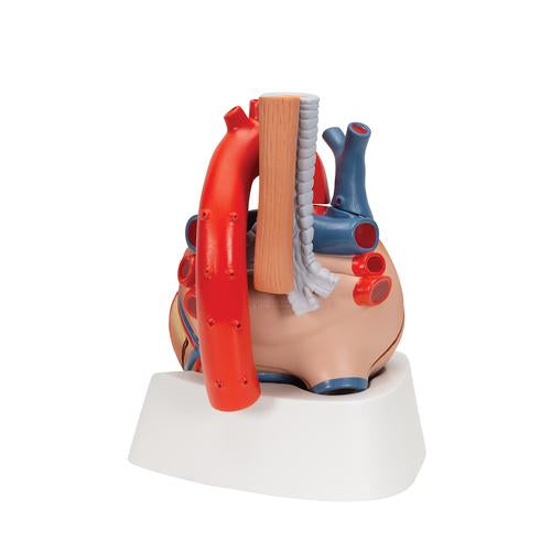 Image 5 - HUMAN HEART MODEL, 7 PART - 3B SMART ANATOMY