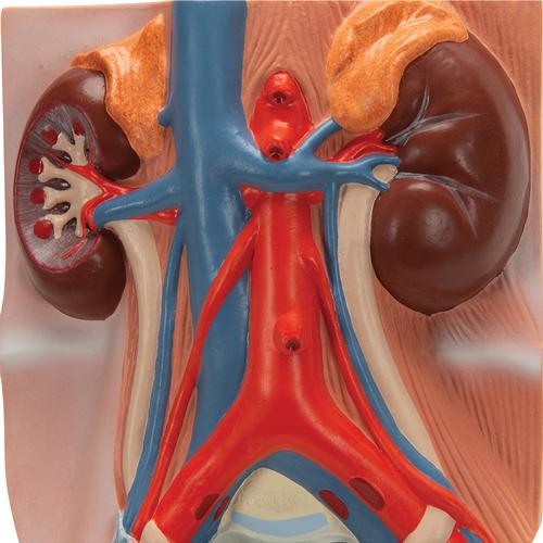 Image 3 - MALE URINARY SYSTEM MODEL, 3/4 LIFE-SIZE - 3B SMART ANATOMY