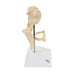Image 4 - HUMAN OSSICLE MODEL (BONELIKEâ„¢), 20-TIMES MAGNIFIED - 3B SMART ANATOMY