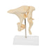 Image 5 - HUMAN OSSICLE MODEL (BONELIKEâ„¢), 20-TIMES MAGNIFIED - 3B SMART ANATOMY