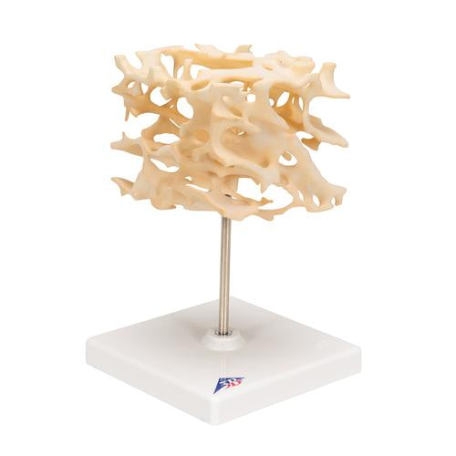 Image 3 - HUMAN CANCELLOUS BONE MODEL, ENLARGED 100 TIMES - 3B SMART ANATOMY