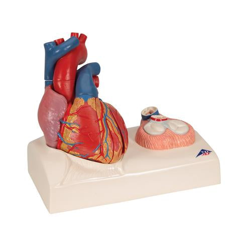 Image 3 - LIFE-SIZE HUMAN HEART MODEL, 5 PARTS WITH REPRESENTATION OF SYSTOLE - 3B SMART ANATOMY