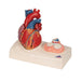 Image 4 - LIFE-SIZE HUMAN HEART MODEL, 5 PARTS WITH REPRESENTATION OF SYSTOLE - 3B SMART ANATOMY