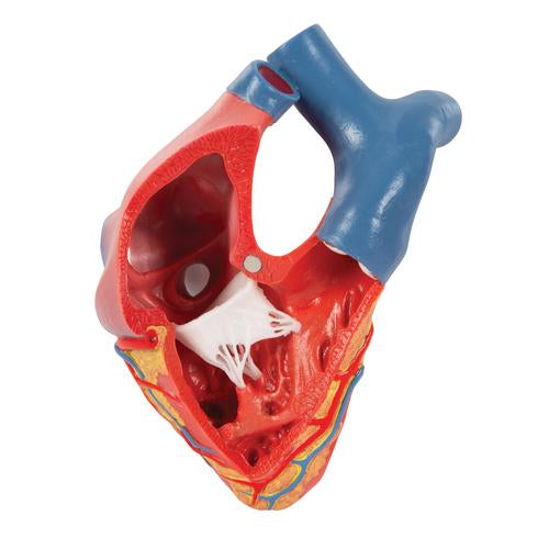 Image 6 - LIFE-SIZE HUMAN HEART MODEL, 5 PARTS WITH REPRESENTATION OF SYSTOLE - 3B SMART ANATOMY