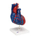 Image 3 - LIFE-SIZE HUMAN HEART MODEL, 5 PARTS - 3B SMART ANATOMY