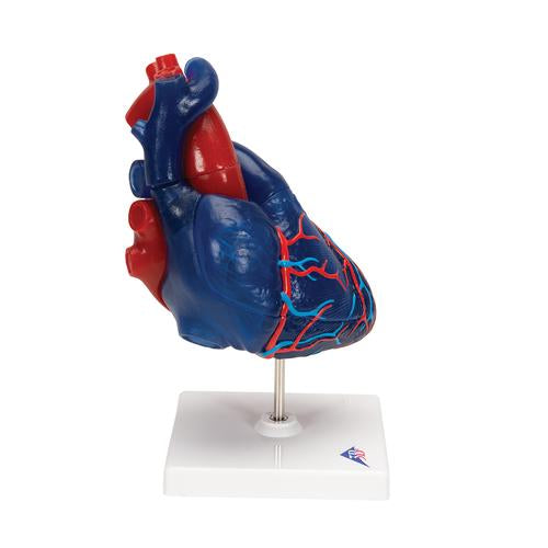 Image 4 - LIFE-SIZE HUMAN HEART MODEL, 5 PARTS - 3B SMART ANATOMY