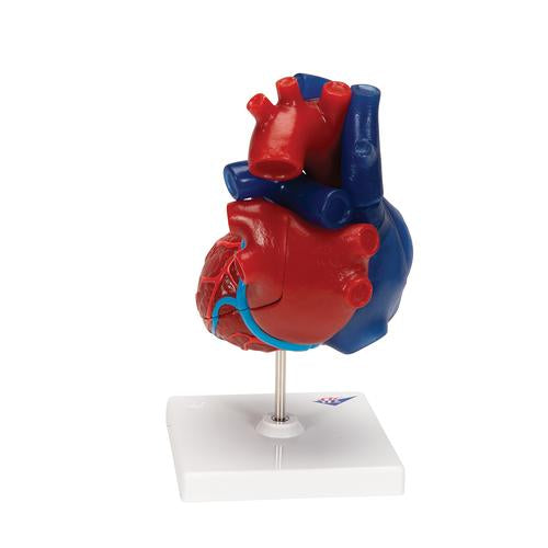 Image 5 - LIFE-SIZE HUMAN HEART MODEL, 5 PARTS - 3B SMART ANATOMY