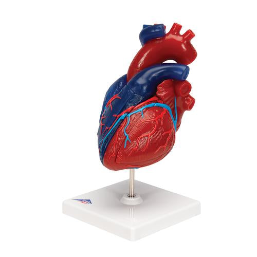 Image 6 - LIFE-SIZE HUMAN HEART MODEL, 5 PARTS - 3B SMART ANATOMY