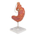 Image 6 - HUMAN STOMACH MODEL WITH GASTRIC BAND, 2 PART - 3B SMART ANATOMY