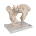 Image 3 - MALE PELVIS SKELETON MODEL, 3 PART - 3B SMART ANATOMY