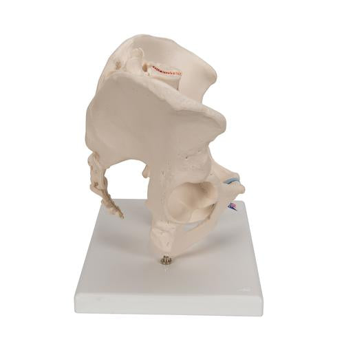 Image 4 - MALE PELVIS SKELETON MODEL, 3 PART - 3B SMART ANATOMY