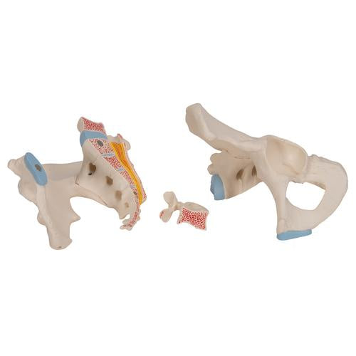 Image 6 - MALE PELVIS SKELETON MODEL, 3 PART - 3B SMART ANATOMY