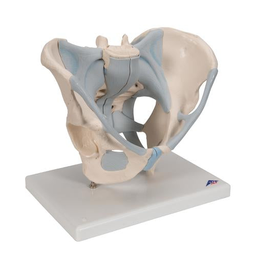 Image 3 - HUMAN MALE PELVIS SKELETON MODEL WITH LIGAMENTS, 2 PART - 3B SMART ANATOMY