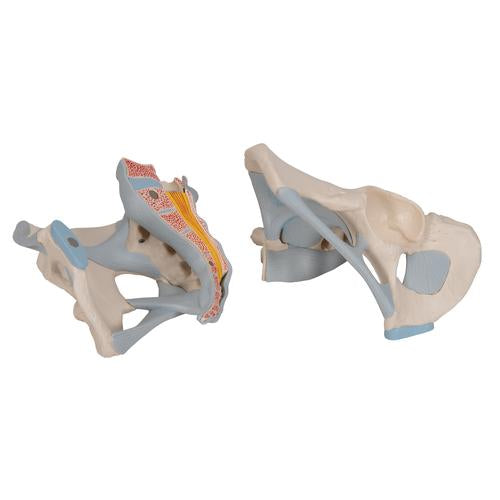 Image 6 - HUMAN MALE PELVIS SKELETON MODEL WITH LIGAMENTS, 2 PART - 3B SMART ANATOMY