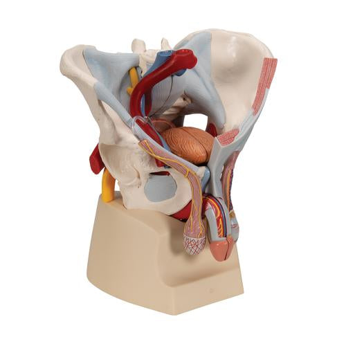 Image 3 - MALE PELVIS SKELETON MODEL WITH LIGAMENTS, VESSELS, NERVES, PELVIC FLOOR MUSCLES & ORGANS, 7 PART - 3B SMART ANATOMY