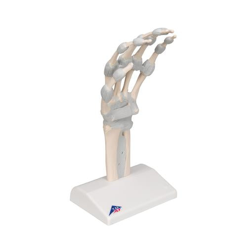 Image 3 - HAND SKELETON MODEL WITH ELASTIC LIGAMENTS - 3B SMART ANATOMY