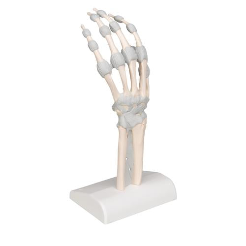 Image 4 - HAND SKELETON MODEL WITH ELASTIC LIGAMENTS - 3B SMART ANATOMY