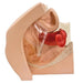 Image 5 - MODEL FOR GYNECOLOGICAL PATIENT EDUCATION - 3B SMART ANATOMY