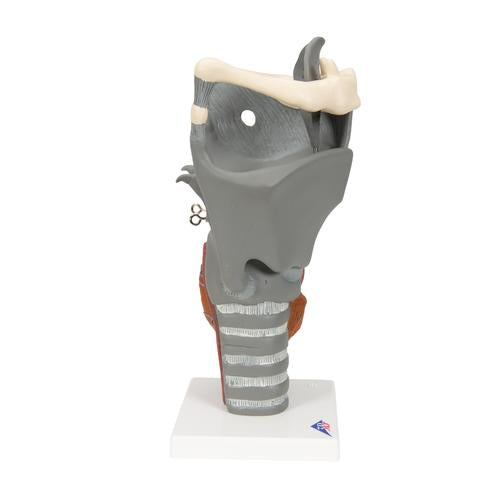 Image 4 - FUNCTIONAL LARYNX MODEL, 2.5 TIMES FULL-SIZE - 3B SMART ANATOMY