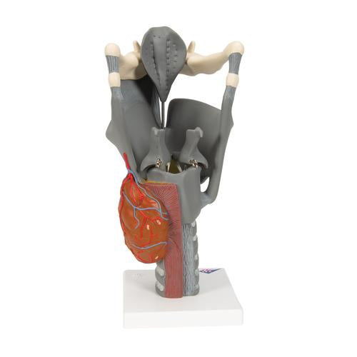 Image 5 - FUNCTIONAL LARYNX MODEL, 2.5 TIMES FULL-SIZE - 3B SMART ANATOMY