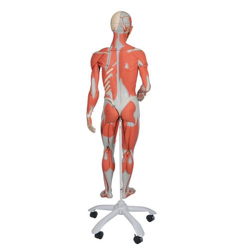 Image 3 - 3/4 LIFE-SIZE DUAL SEX HUMAN MUSCLE MODEL ON METAL STAND, 45-PART - 3B SMART ANATOMY