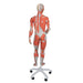 Image 3 - 3/4 LIFE-SIZE DUAL SEX HUMAN MUSCLE MODEL ON METAL STAND, 45-PART - 3B SMART ANATOMY