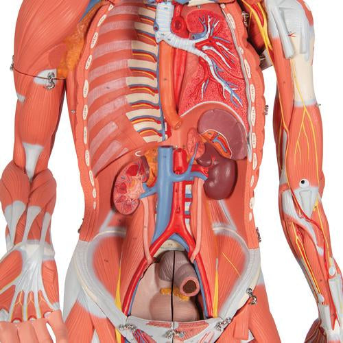 Image 6 - 3/4 LIFE-SIZE DUAL SEX HUMAN MUSCLE MODEL ON METAL STAND, 45-PART - 3B SMART ANATOMY