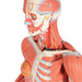 Image 5 - 3/4 LIFE-SIZE FEMALE HUMAN MUSCLE MODEL WITHOUT INTERNAL ORGANS ON METAL STAND, 23 PART - 3B SMART ANATOMY