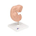 Image 3 - HUMAN EMBRYO MODEL, 25 TIMES LIFE-SIZE - 3B SMART ANATOMY