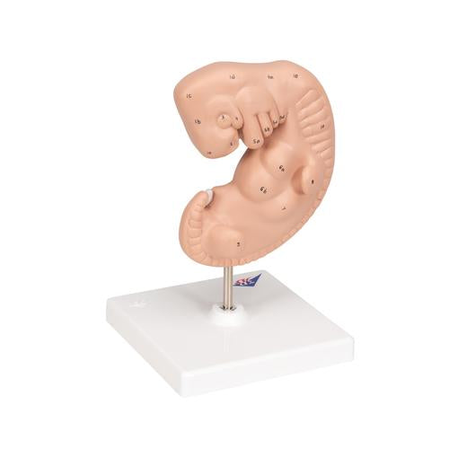 Image 4 - HUMAN EMBRYO MODEL, 25 TIMES LIFE-SIZE - 3B SMART ANATOMY